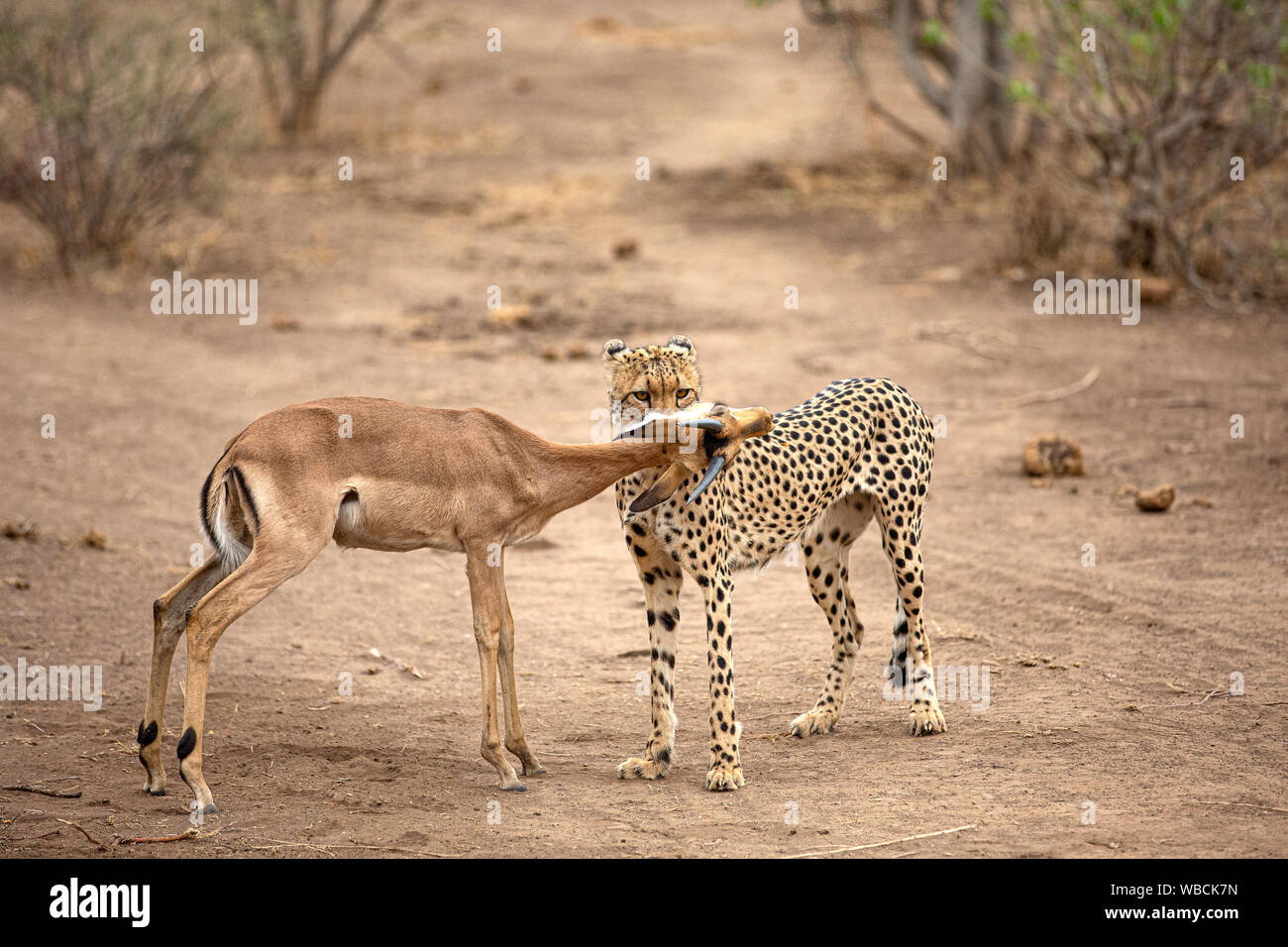 Ein Gepard schnürt ein Junge männliche Impala auf Mashatu Game Reserve in den Tuli, Botswana, Afrika. Afrikanische Geparden kann Geschwindigkeiten von 112 km/h erreichen. Stockfoto