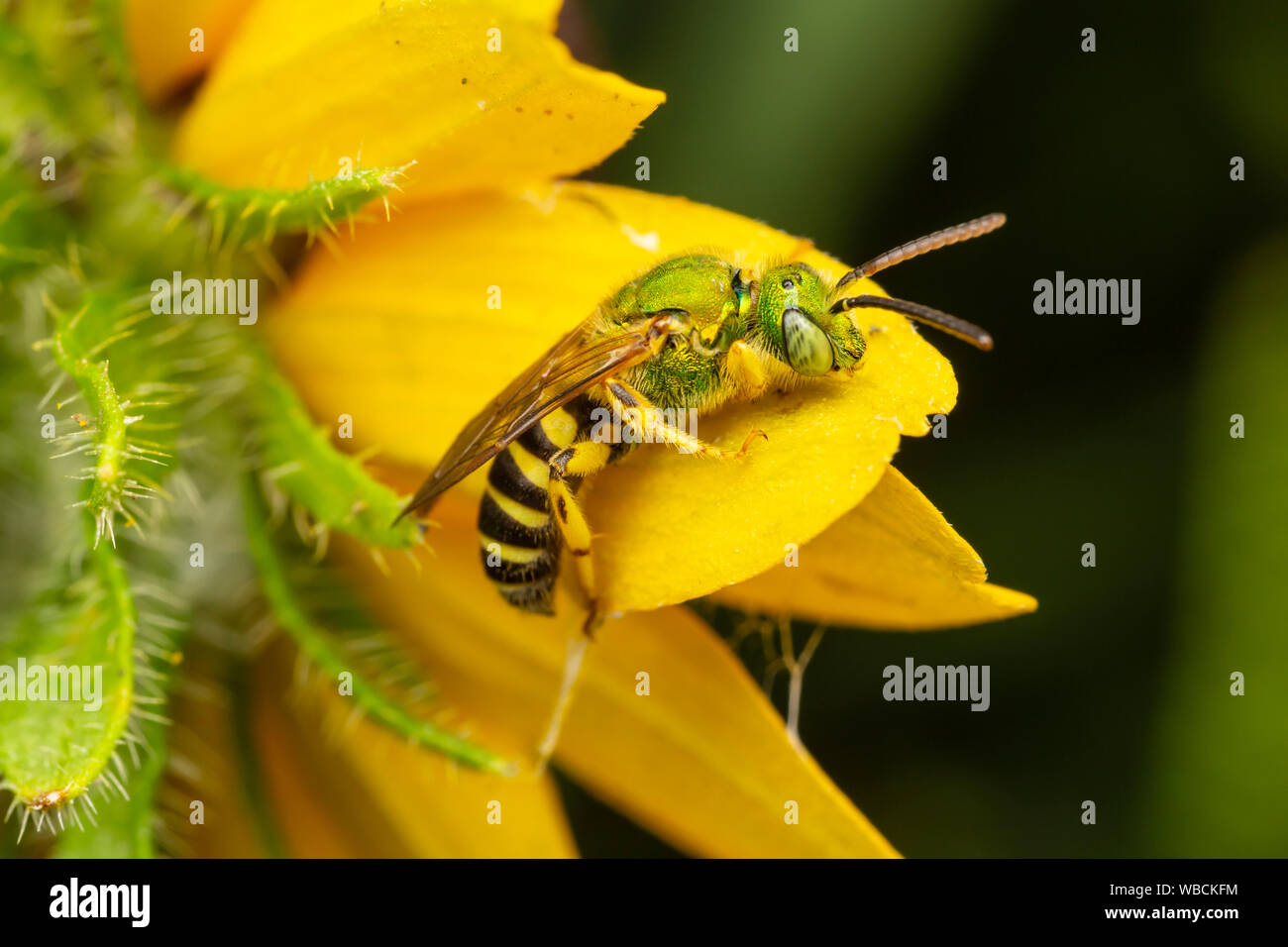 Zweifarbige Striped-Sweat Biene (Agapostemon Virescens) - Männlich Stockfoto