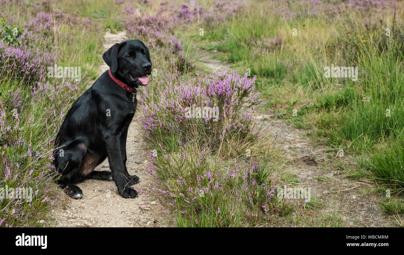 Vier Monate alten Labrador Welpe in der Heide natur Sitzen im Freien Stockfoto