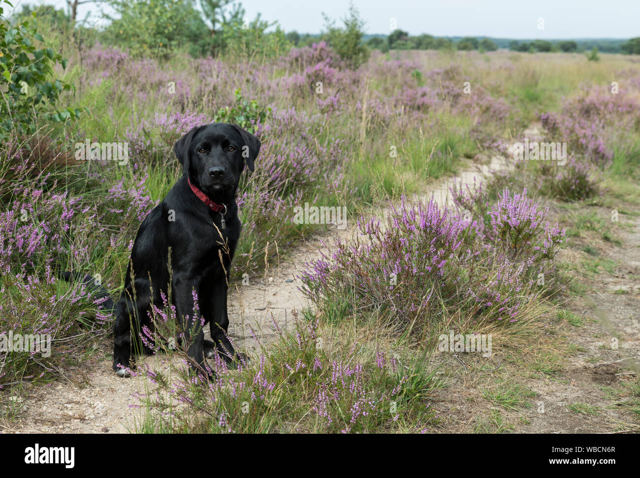 Vier Monate alten Labrador Welpe in der Heide natur Sitzen im Freien Stockfoto