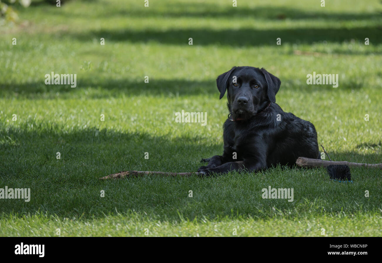 Vier Monate alten Labrador Welpe Festlegung im Garten auf der Wiese Stockfoto