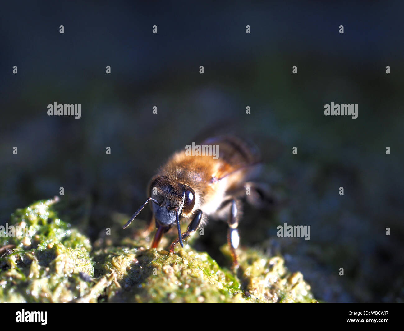 Verschwommen Biene in einem Sonnenstrahl. Makrofotos. Stockfoto