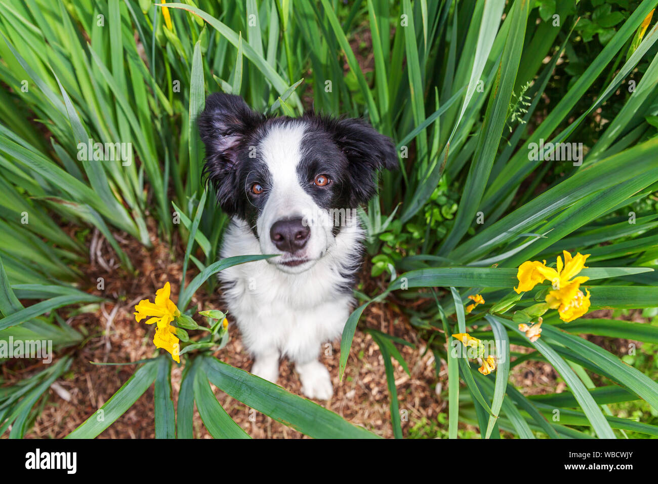 Lustige Outdoor Portrait von niedlichen smilling Welpen Border Collie sitzend auf Gras Hintergrund. Neue schöne Mitglied der Familie kleiner Hund gucken und warten auf Stockfoto