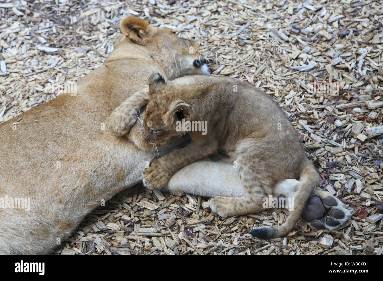 Löwin mit Cub bei Lion Lodge, Port Lympne Wild Animal Park Stockfoto