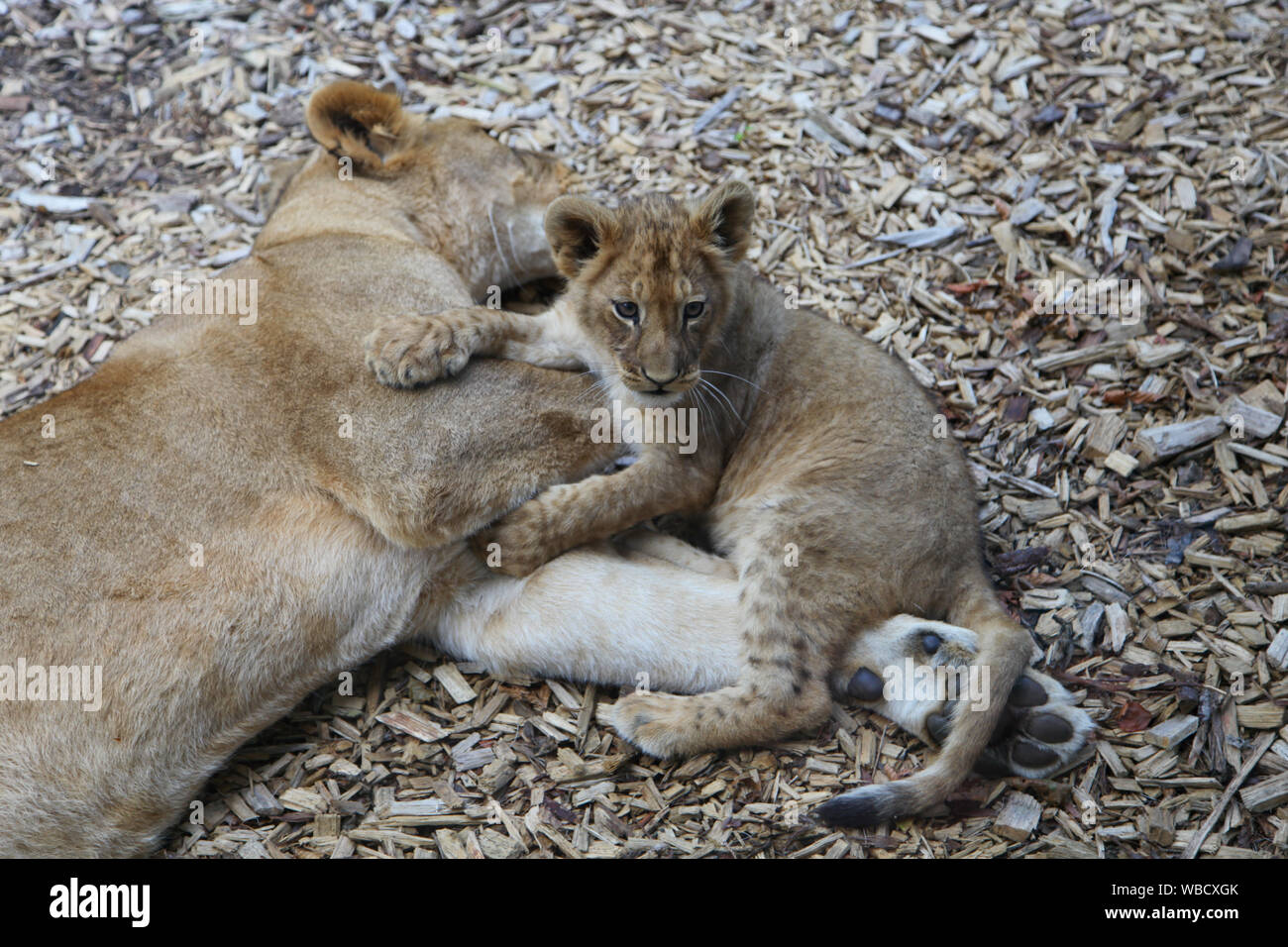 Löwin mit Cub bei Lion Lodge, Port Lympne Wild Animal Park Stockfoto