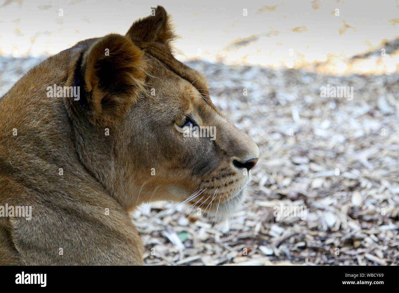 Löwin bei Lion Lodge, Port Lympne Wild Animal Park Stockfoto