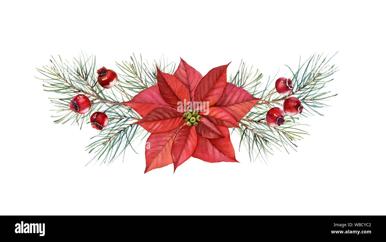 Weihnachten aquarell Anordnung. Hand gemalte Illustration mit  Weihnachtsstern Blume, Pinie, rote Beeren. Winterurlaub Hintergrund  isoliert Stockfotografie - Alamy