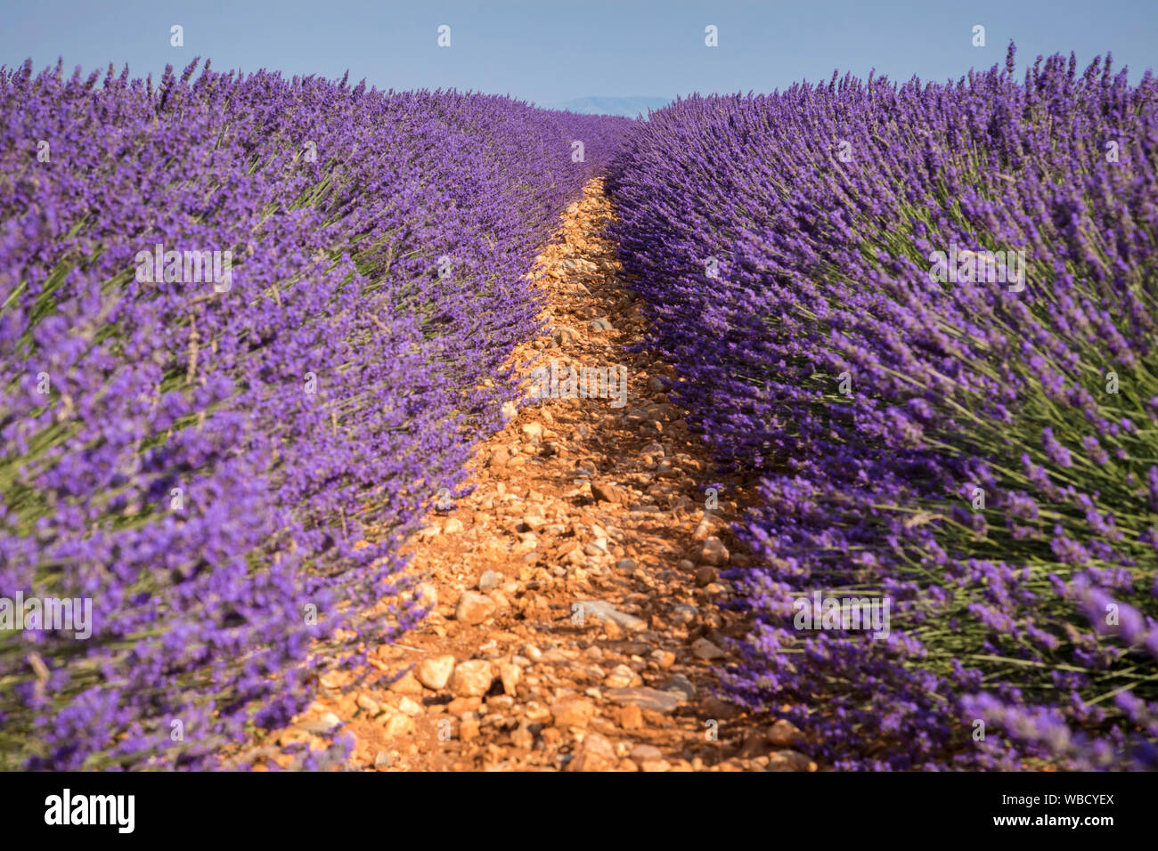 Lavendelfelder in der Nähe von Valensole, Alpes-de-Haute-Provence, Provence - Alpes - Côte d'Azur, Frankreich. Stockfoto