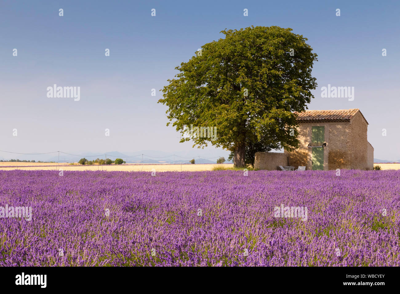 Lavendel Feld um ein einsames Haus auf dem Land in der Nähe von Valensole, Alpes-de-Haute-Provence, Provence - Alpes - Côte d'Azur, Frankreich. Stockfoto