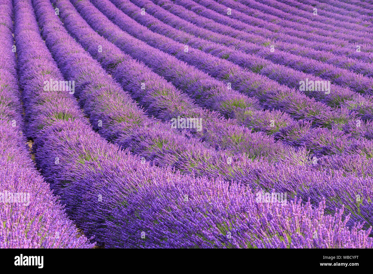 Lavendelfelder in der Nähe von Valensole, Alpes-de-Haute-Provence, Provence - Alpes - Côte d'Azur, Frankreich. Stockfoto