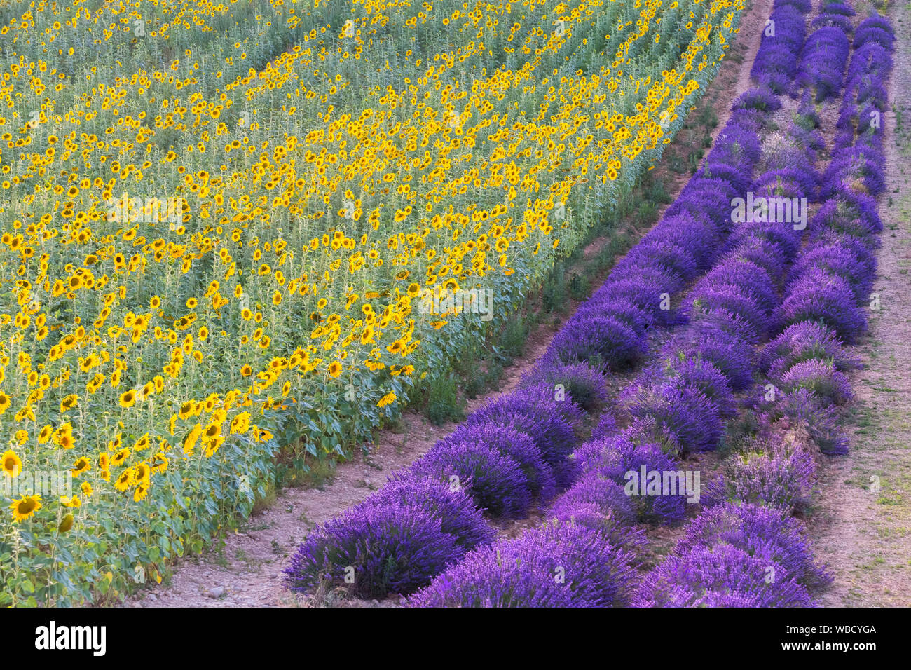Ein Lavendel und Sonnenblumenfeld, Valensole, Alpes-de-Haute-Provence, Provence - Alpes - Côte d'Azur, Frankreich. Stockfoto