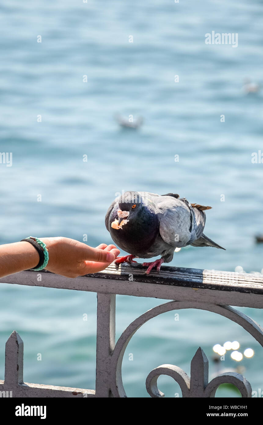 Vertikale Foto von Frau Hand feeding Taube. Fließend Wasser im Hintergrund. Füttern Tauben, Vögel, Tiere. In einigen Ländern, füttern Tauben könnte als Straftat betrachtet werden. Illegal. Stockfoto