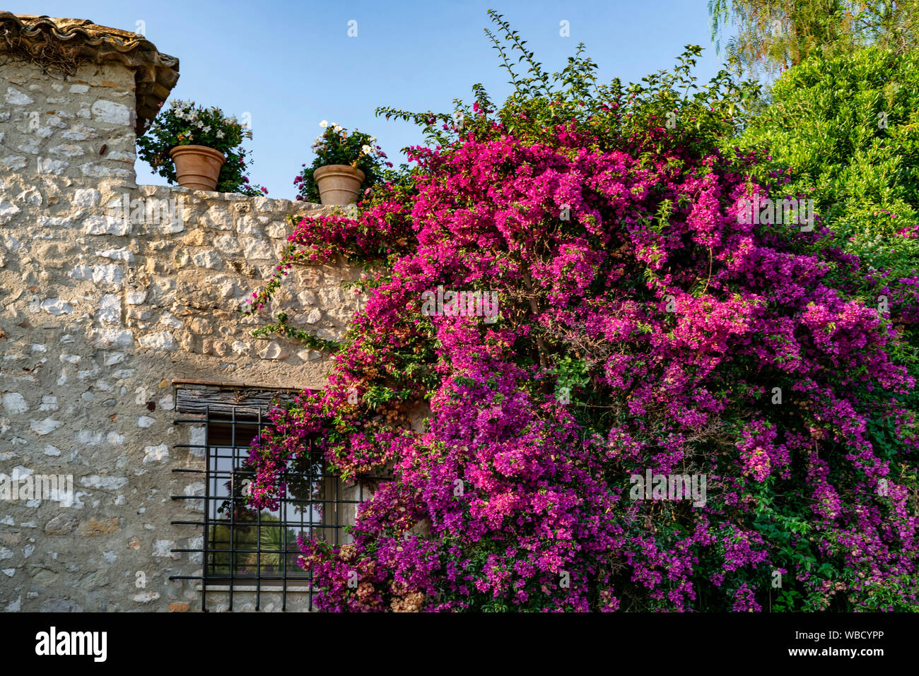 Bouganville in Saint-Paul-de-Vence, Département Alpes-Maritimes, Region Provence-Alpes-Côte d'Azur, Frankreich Stockfoto