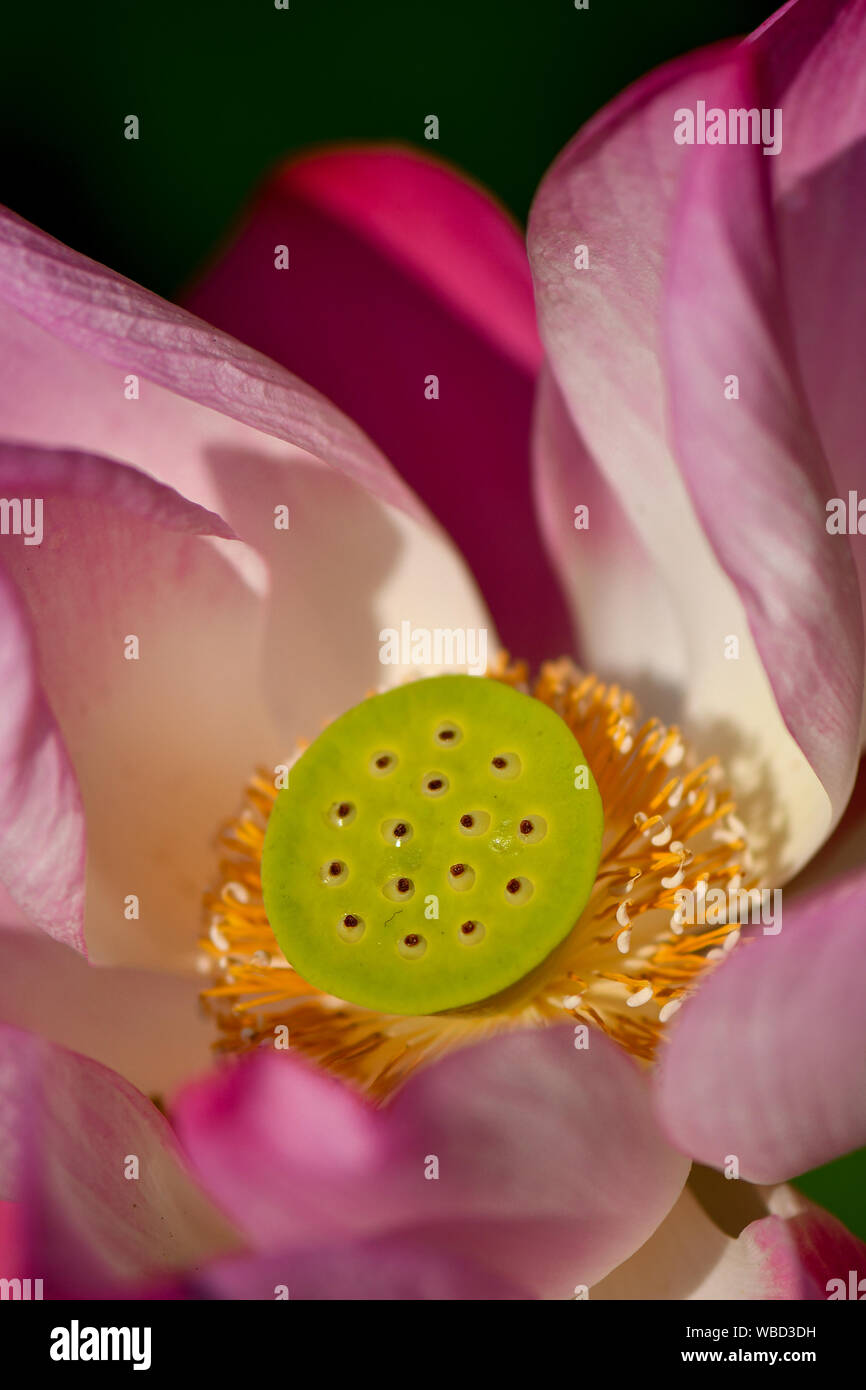 In der Nähe der Jugendlichen Heiligen Lotus Samen Stockfoto