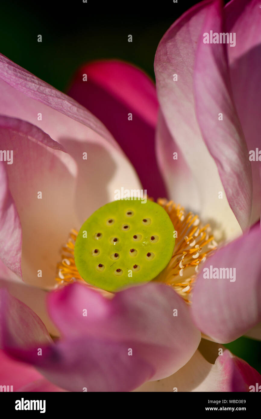 In der Nähe der Jugendlichen Heiligen Lotus Samen Stockfoto