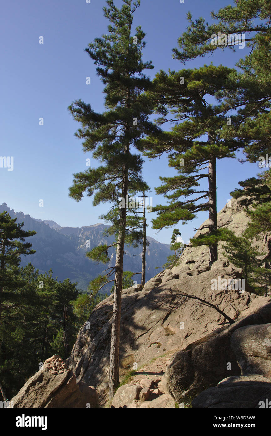 Bäume auf Granit in der Nähe von Trou de la Décors, Bavella, Frankreich, Korsika Stockfoto