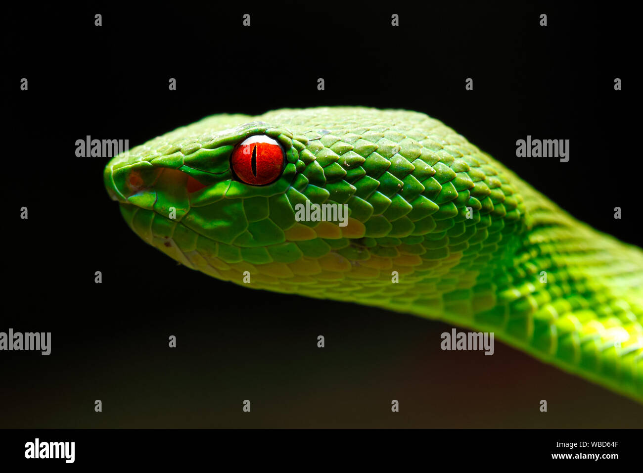 Closeup bunte Green pit Viper Kopf hoch (aus Thailand, Südostasien) Stockfoto