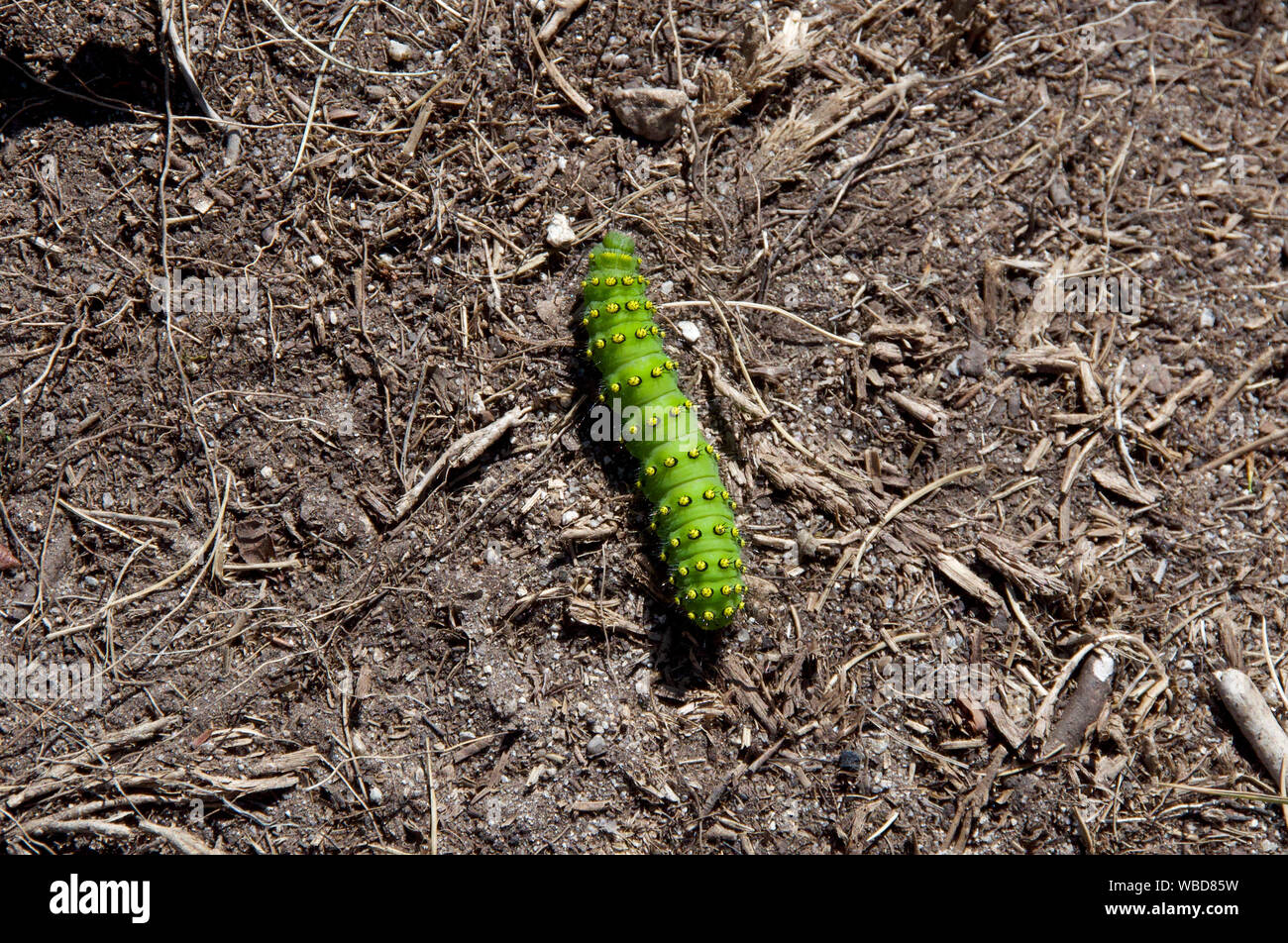 Helle grüne Kaiser motte Caterpillar in den spanischen Pyrenäen Stockfoto
