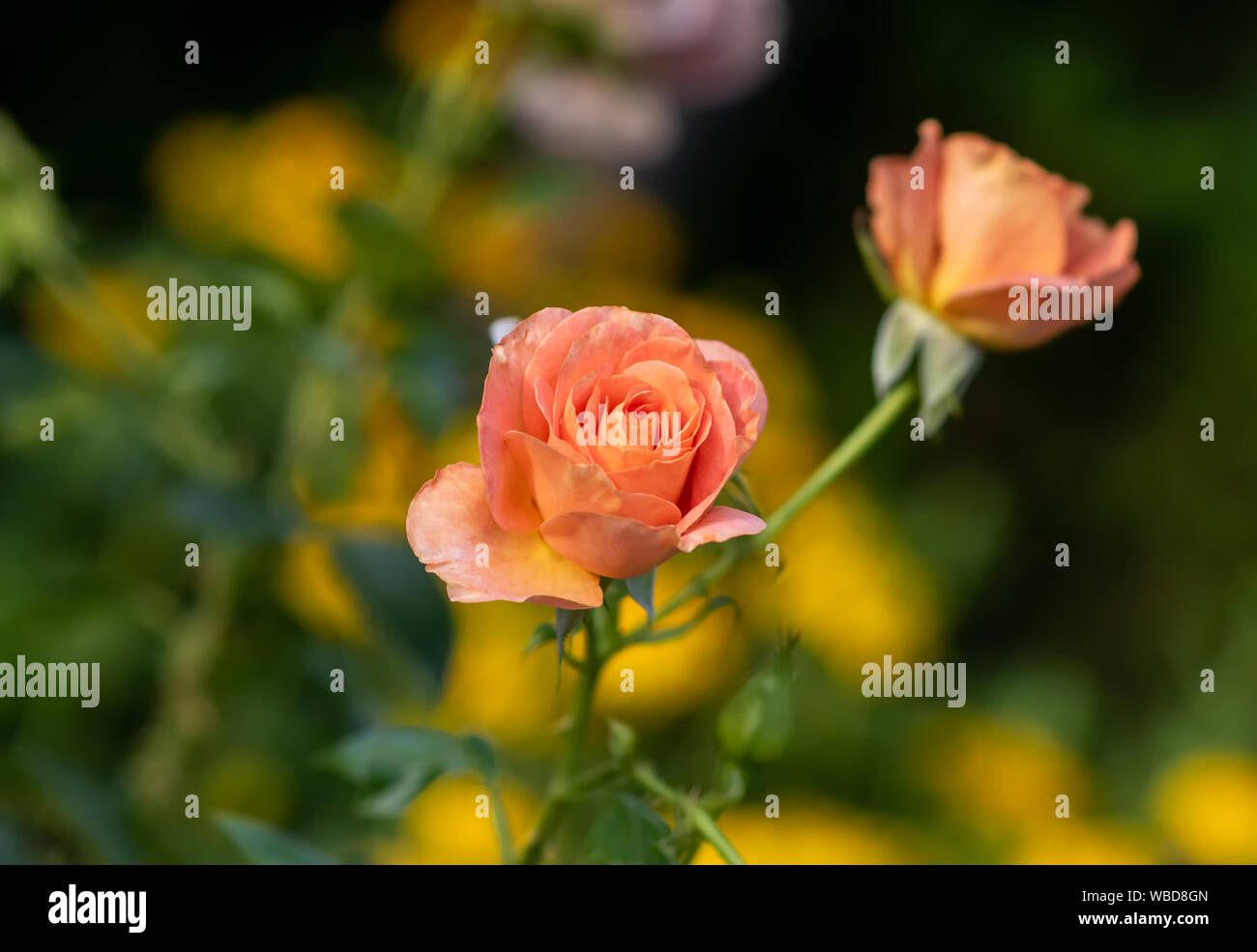 Outdoor Makro einer Aprikose orange Rose Blume, natürliche Verschwommenes grün gelb Hintergrund an einem sonnigen Sommertag Stockfoto