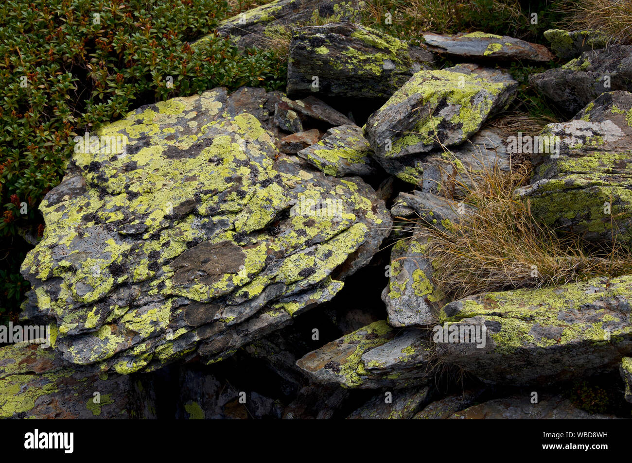 Lose Schiefergestein mit Flechten in den katalanischen Pyrenäen Stockfoto