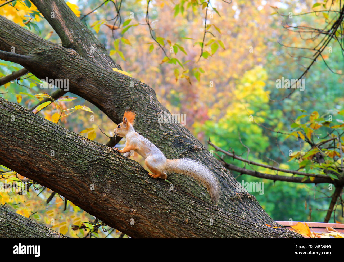 Eine kleine Eichhörnchen mit einem großen Schwanz läuft Baum in einem Herbst Sophia Park in Uman, Ukraine im Herbst, Herbst Landschaft. Kalender, Postkarte des Stockfoto