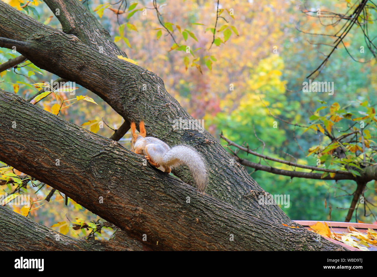 Eine kleine Eichhörnchen mit einem großen Schwanz läuft in Baum in einem Herbst Sophia Park in Uman, Ukraine im Herbst, Herbst Landschaft. Kalender, Postkarte des Stockfoto