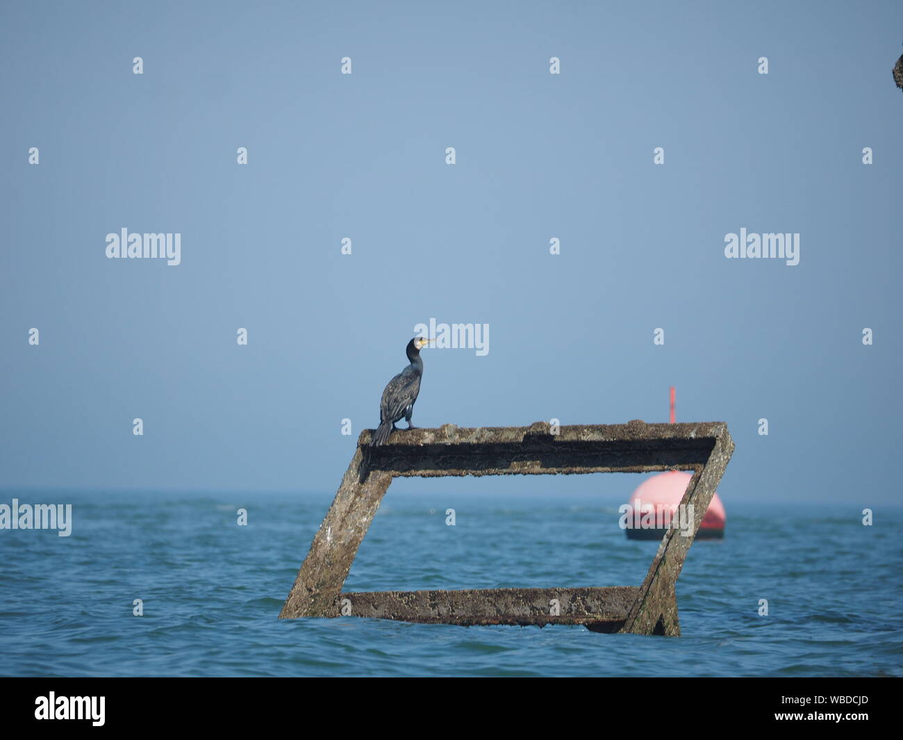 Sheerness, Kent, Großbritannien. 26 August, 2019. Die sich verschlechternde Wrack der SS Richard Montgomery vom Boot heute genommen, das liegt 1,5 Meilen nördlich von Sheerness, Kent. August markiert den 75. Jahrestag der Havarie Havarie mit 1.400 Tonnen Sprengstoff an Bord, mit Experten über unterteilt, was über ihre Zukunft zu tun. Credit: James Bell/Alamy leben Nachrichten Stockfoto