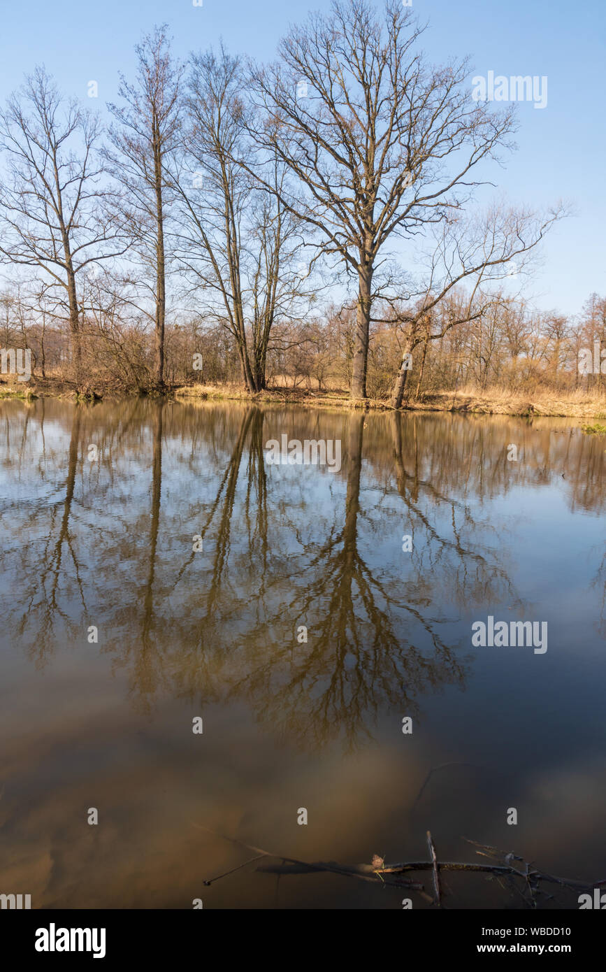 Slanaky Altarm mit Bäumen spiegelt sich auf Wasser, Boden und klaren Himmel in der Nähe der Oder und in der Nähe von Studenka Stadt im frühen Frühjahr LANDSCHAFTSSCHUTZGEBIETES Poodri in der Tschechischen Repu Stockfoto