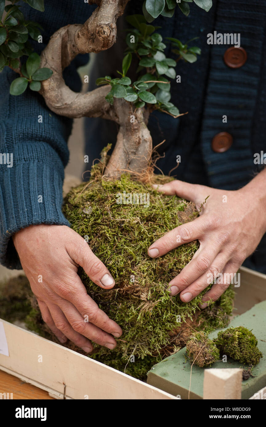 Kokedama ist ein mit Moos bedeckter Bodenkugel, auf dem eine Zierpflanze  wchst. Es ist sehr beliebt in japanischen Grten Stockfotografie - Alamy