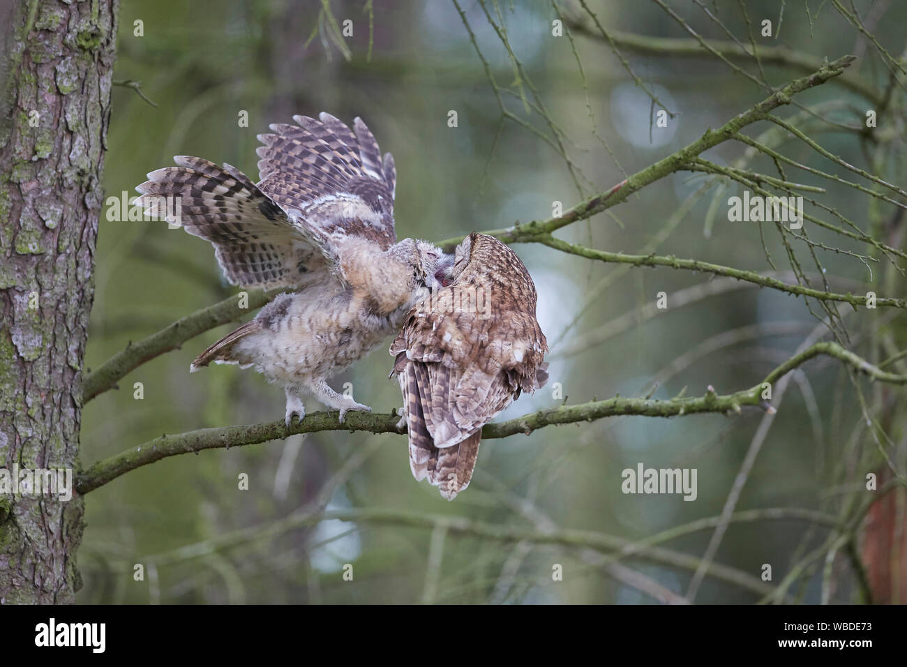 Waldkauz, Strix aluco Fütterung Küken owlet über eine Zweigniederlassung, die in einem Wald. Stockfoto