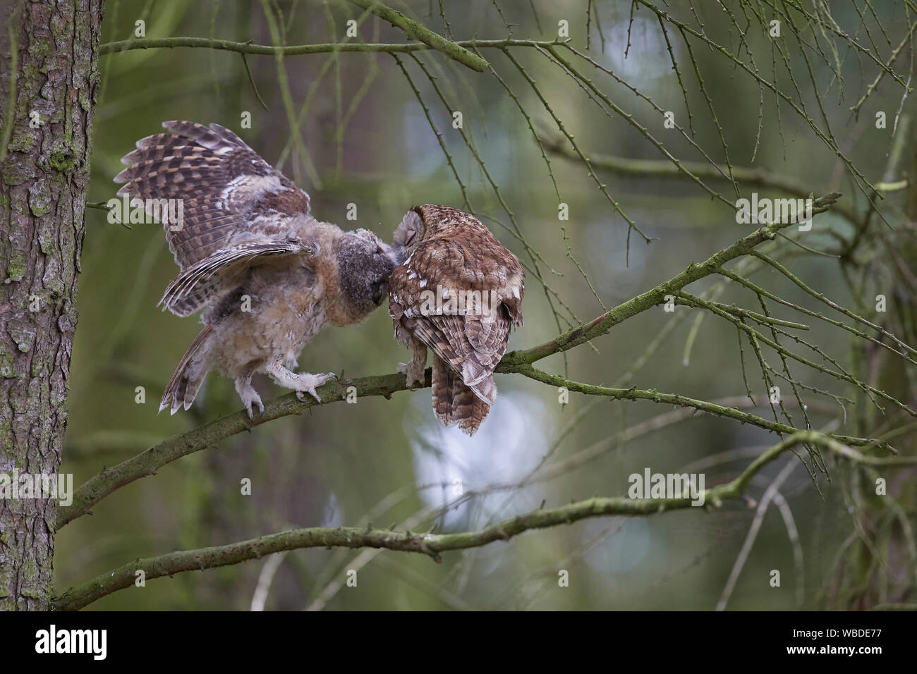 Waldkauz, Strix aluco Fütterung Küken owlet über eine Zweigniederlassung, die in einem Wald. Stockfoto