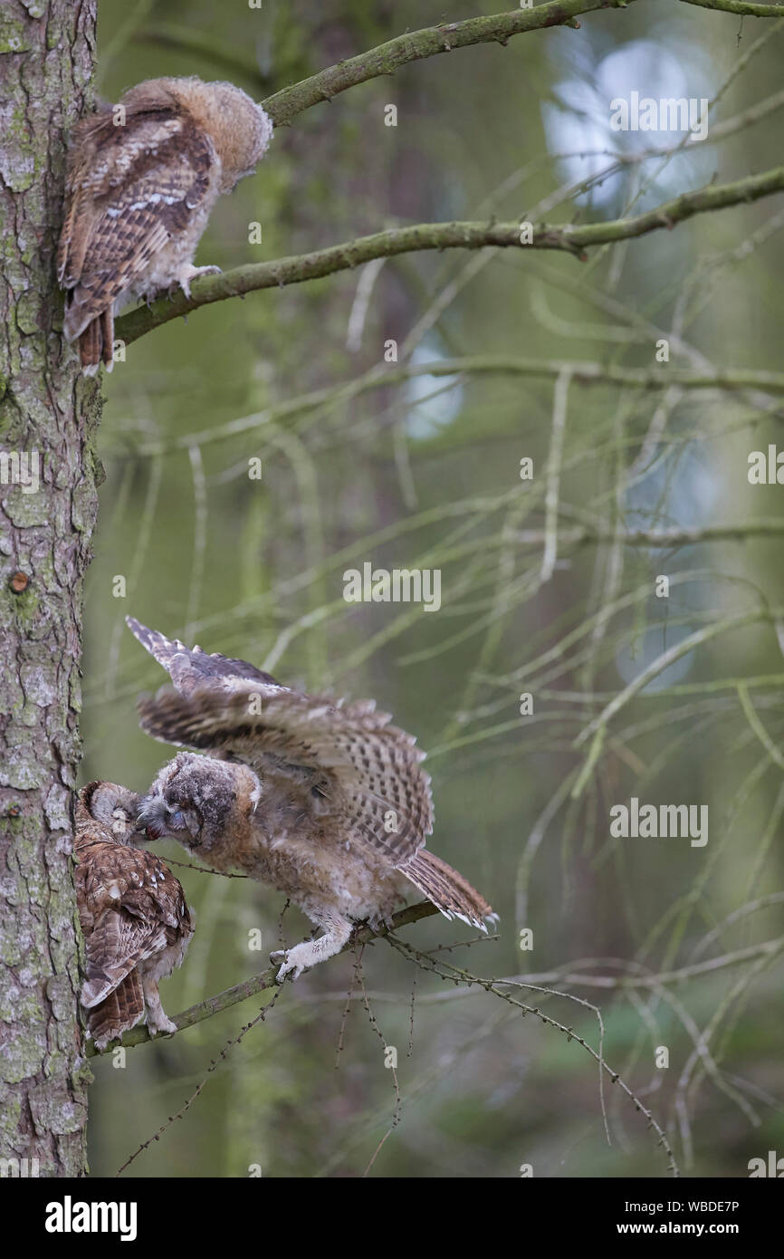 Waldkauz, Strix aluco Fütterung Küken owlet auf einem Zweig mit dem Zweiten owlet in einem Wald suchen Stockfoto