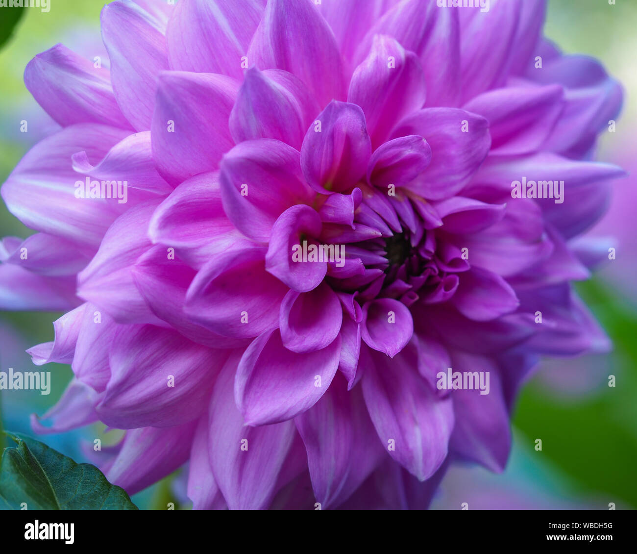 Nahaufnahme von einem großen schönen Lila Rosa Dahlie Blume in voller Blüte. Stockfoto