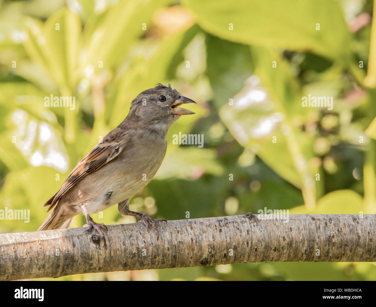 House Sparrow, jungen Vogel auf einem Zweig in einem britischen Garten im Sommer 2019 thront, Berufung und auf der Suche nach Eltern Stockfoto