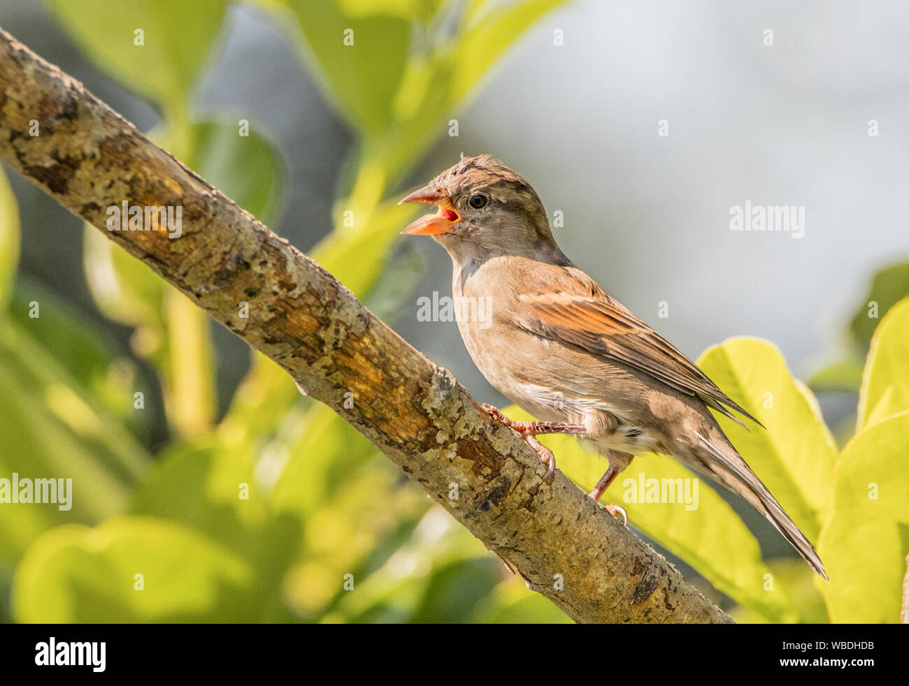 House Sparrow, Jugendkriminalität, hocken auf einem Zweig in einem britischen Garten Spätsommer 2019 Stockfoto
