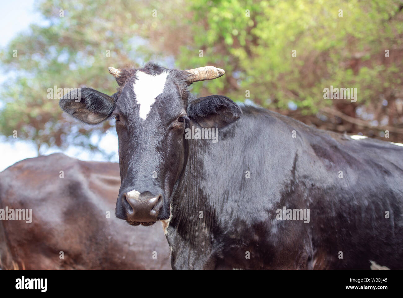 Schwarze Kuh auf der Weide. Konzept Bild von Leben auf dem Bauernhof. Stockfoto