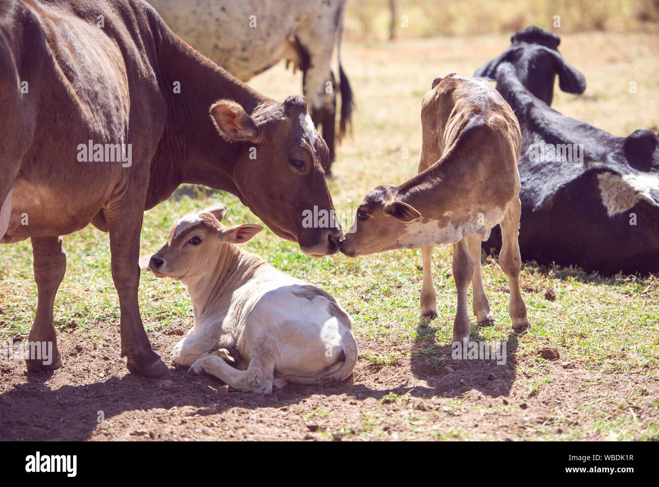 Ländliche Bild. Mutter Kuh die Pflege von Neugeborenen Kalb. Konzept Bild von Leben auf dem Bauernhof. Stockfoto