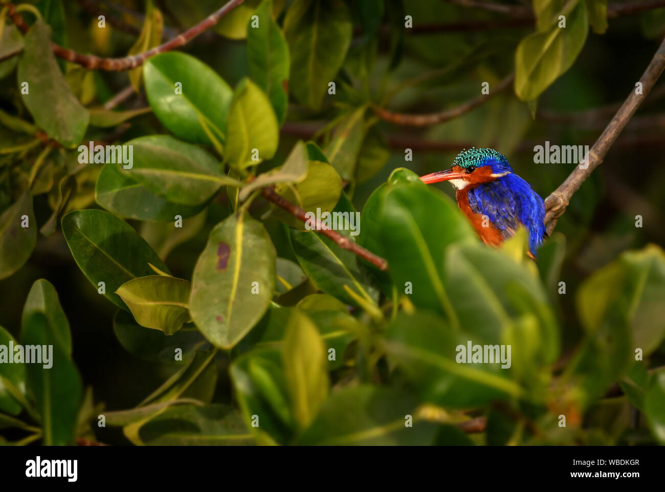 Malachit Eisvogel - Alcedo cristata, schöne kleine blaue und orange river Kingfisher aus westlichen Afrikanischen Flüssen und Mangroven, La Somone, Senegal. Stockfoto