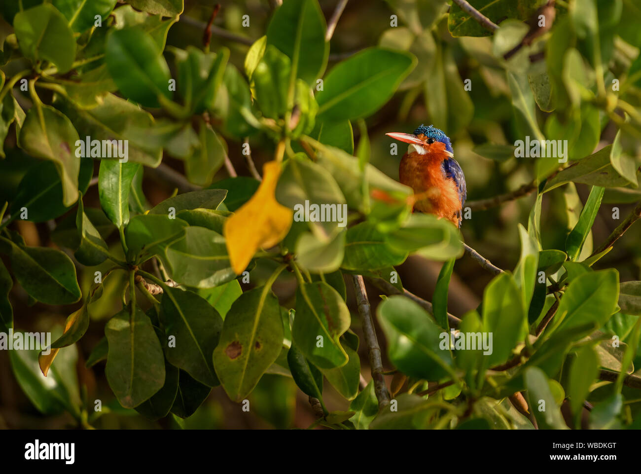 Malachit Eisvogel - Alcedo cristata, schöne kleine blaue und orange river Kingfisher aus westlichen Afrikanischen Flüssen und Mangroven, La Somone, Senegal. Stockfoto