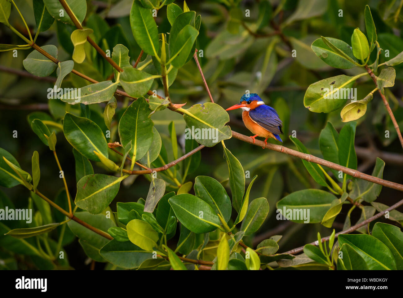 Malachit Eisvogel - Alcedo cristata, schöne kleine blaue und orange river Kingfisher aus westlichen Afrikanischen Flüssen und Mangroven, La Somone, Senegal. Stockfoto