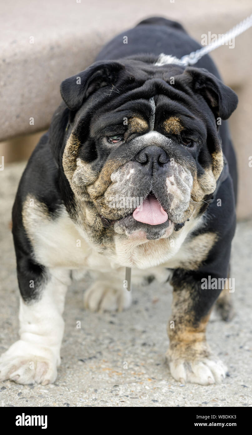 Schwarz, Dreifarbig englische Bulldogge männlich. Stockfoto