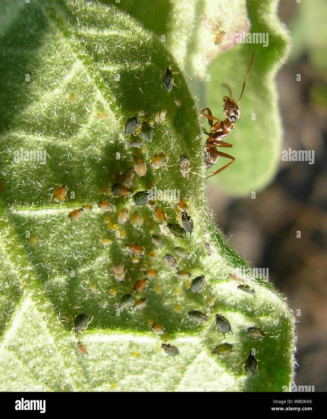 Die ant Schafe einer Herde der Blattläuse auf ein Blatt Stockfoto