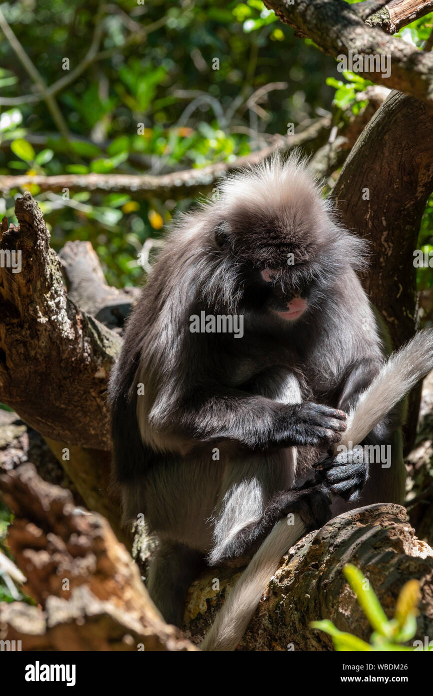 Spectacled langur Stockfoto