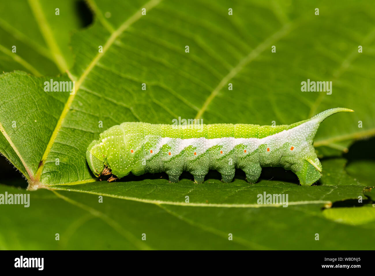 Virginia Creeper Sphinx Caterpillar (Darapsa myron) Stockfoto