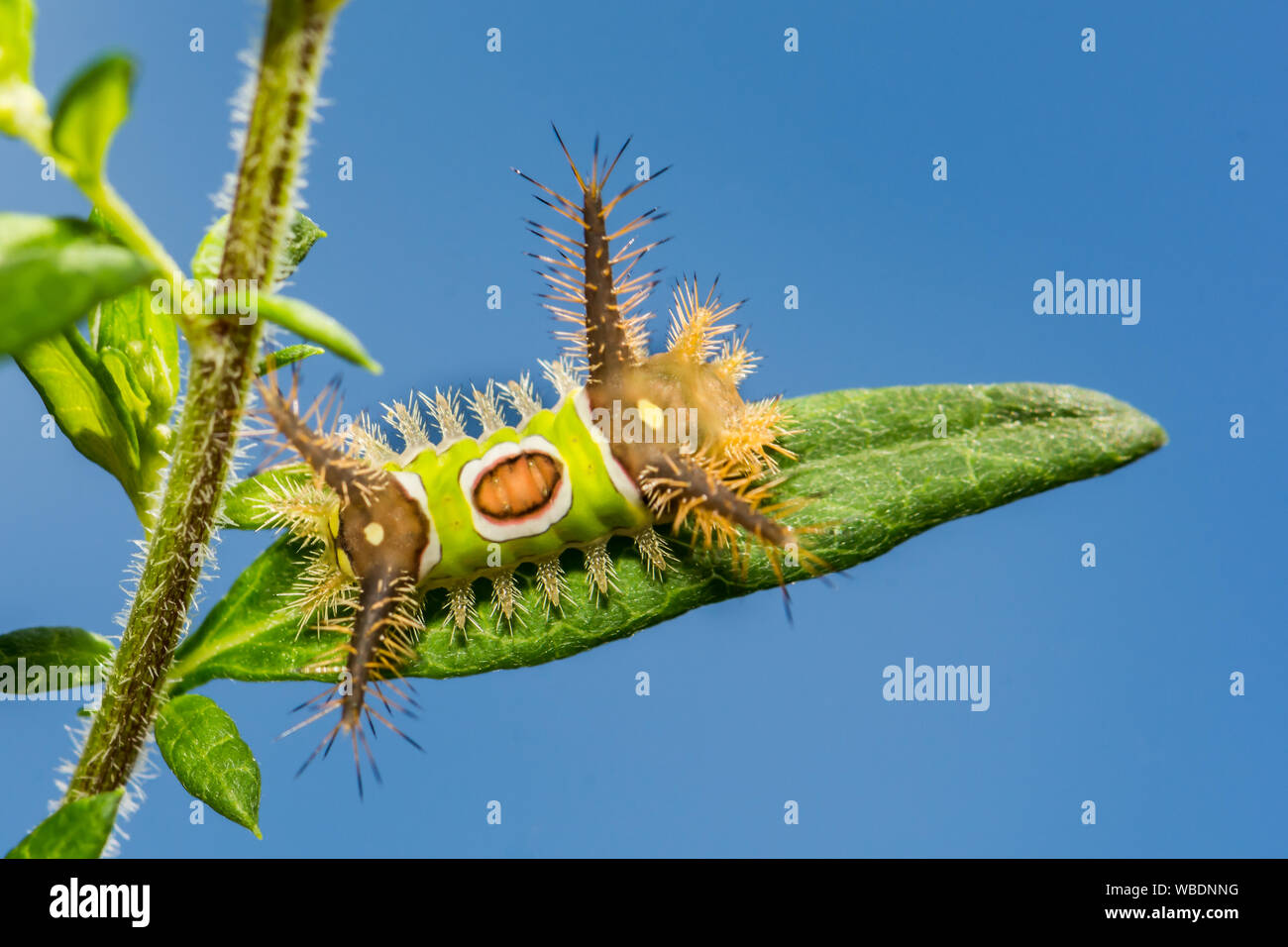 Saddleback Caterpillar (Acharia stimulea) Stockfoto