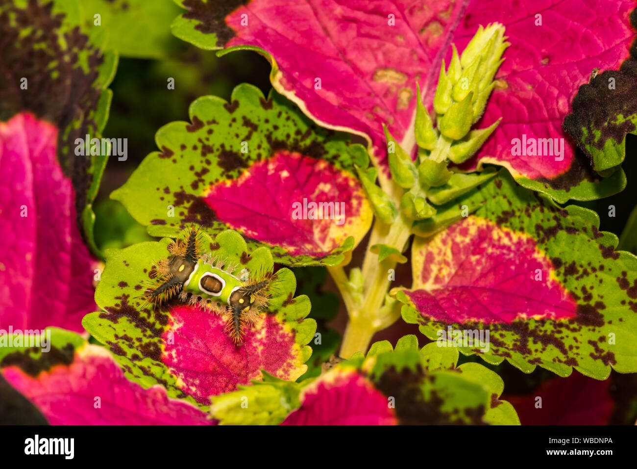 Saddleback Caterpillar (Acharia stimulea) Stockfoto