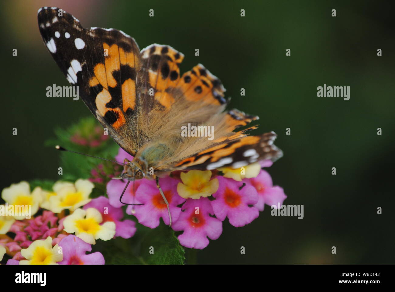 Distelfalter Schmetterling Stockfoto