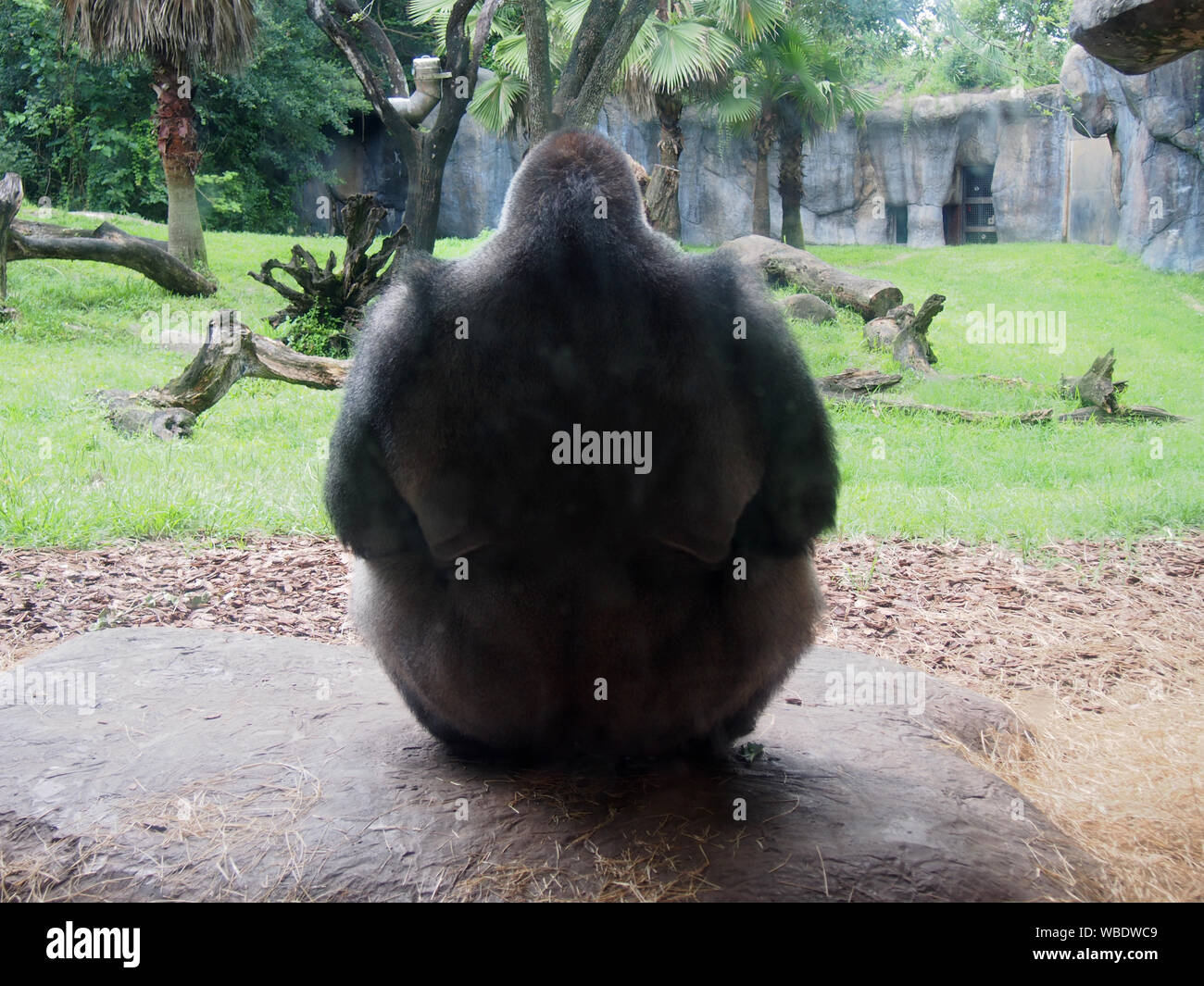 Silverback Gorilla in seinem Lebensraum sitzen, zurück zu Kamera, in Busch Gardens Tampa, USA, Juni 20, 2019, © katharine Andriotis Stockfoto