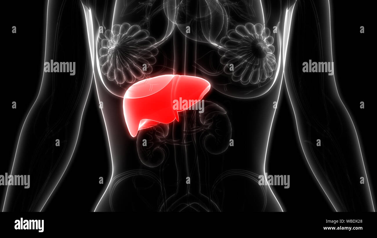 Anatomie der Leber Stockfotografie - Alamy