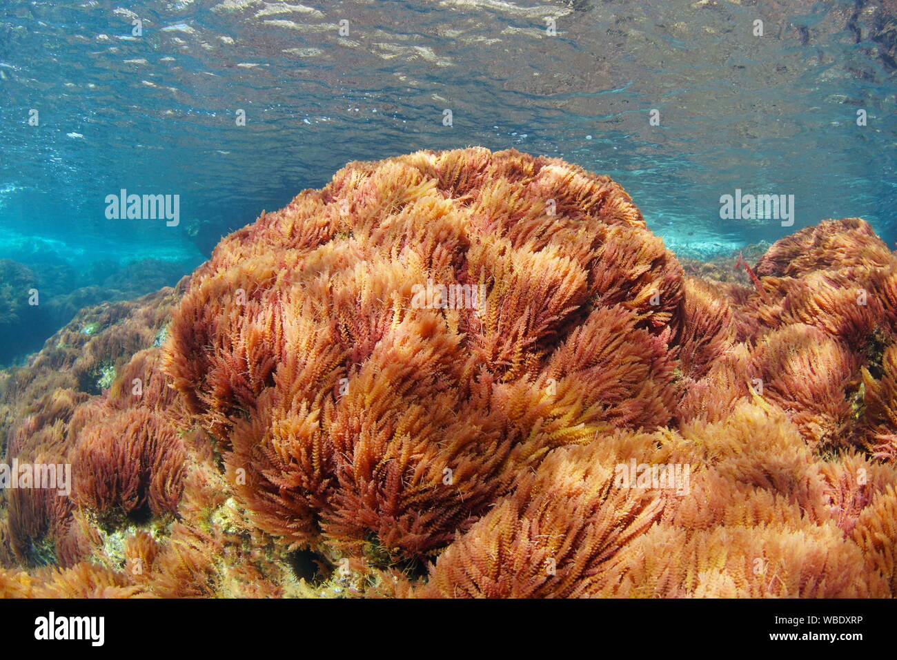 Rote Algen, harpune Unkraut, Asparagopsis armata, Unterwasser im Mittelmeer, Spanien, Costa Brava Stockfoto